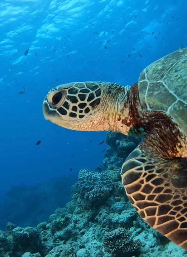 DiveVue dv-turtle